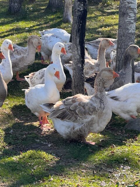 Dewlap-Toulouse-geese-amiens-acres-1 Dewlap-Toulouse-geese-amiens-acres-1