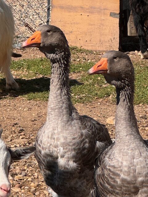 Dewlap-Toulouse-geese-amiens-acres-10 Dewlap-Toulouse-geese-amiens-acres-10