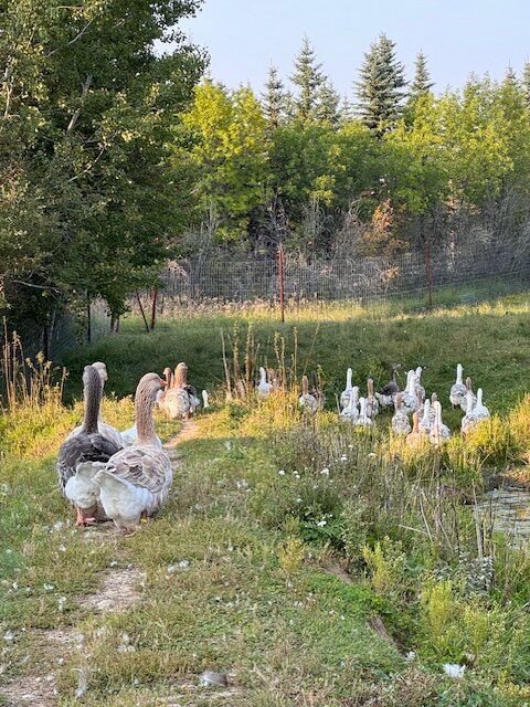 Dewlap-Toulouse-geese-amiens-acres-11 Dewlap-Toulouse-geese-amiens-acres-11