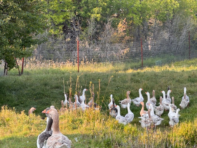 Dewlap-Toulouse-geese-amiens-acres-12 Dewlap-Toulouse-geese-amiens-acres-12