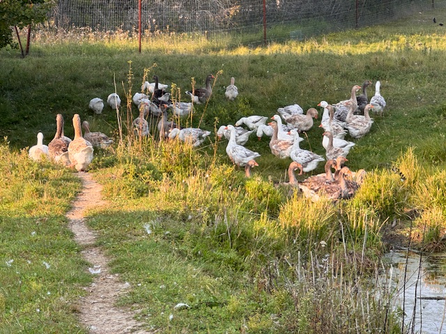 Dewlap-Toulouse-geese-amiens-acres-13 Dewlap-Toulouse-geese-amiens-acres-13