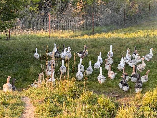 Dewlap-Toulouse-geese-amiens-acres-14 Dewlap-Toulouse-geese-amiens-acres-14