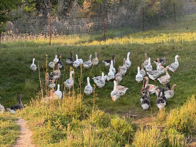 Dewlap-Toulouse-geese-amiens-acres-15 Dewlap-Toulouse-geese-amiens-acres-15