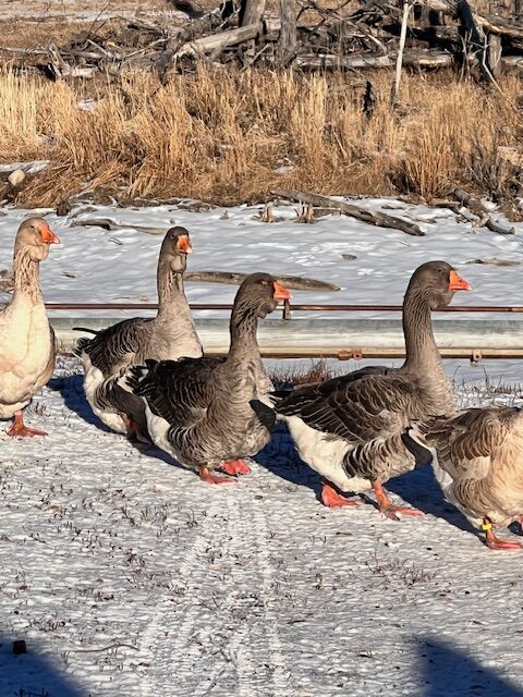 Dewlap-Toulouse-geese-amiens-acres-16 Dewlap-Toulouse-geese-amiens-acres-16