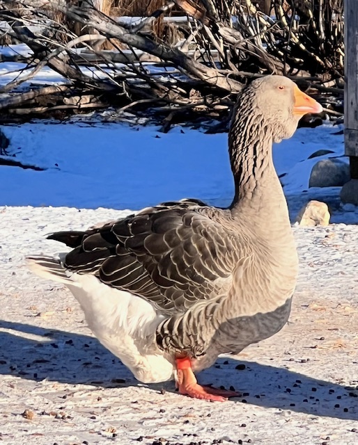 Dewlap-Toulouse-geese-amiens-acres-17 Dewlap-Toulouse-geese-amiens-acres-17