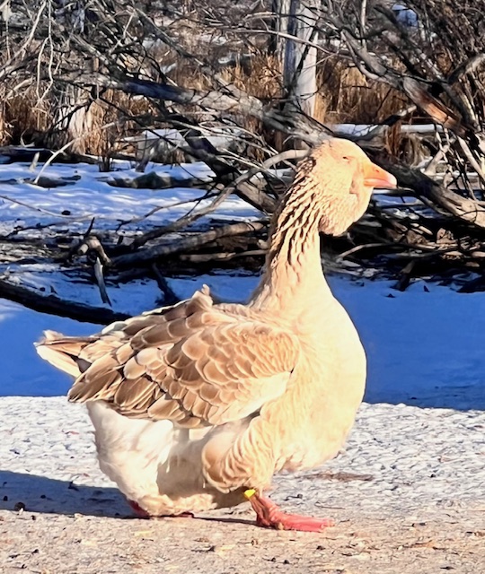 Dewlap-Toulouse-geese-amiens-acres-18 Dewlap-Toulouse-geese-amiens-acres-18