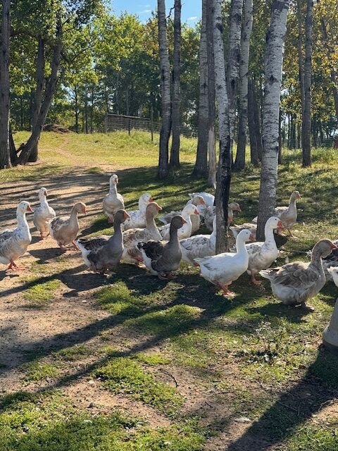 Dewlap-Toulouse-geese-amiens-acres-2 Dewlap-Toulouse-geese-amiens-acres-2