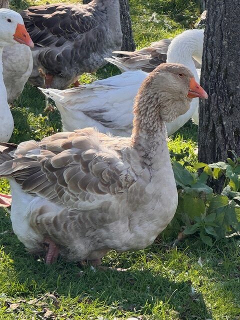 Dewlap-Toulouse-geese-amiens-acres-3 Dewlap-Toulouse-geese-amiens-acres-3