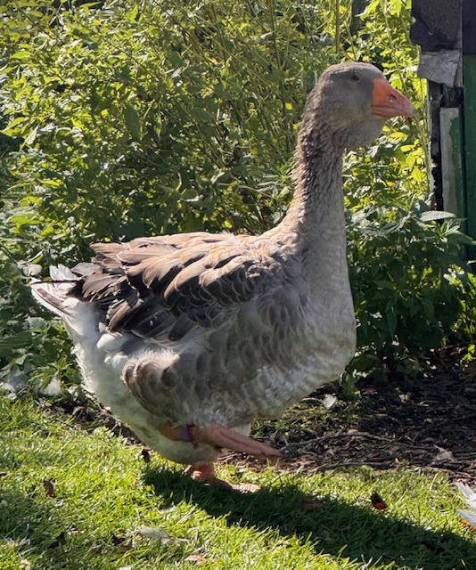 Dewlap-Toulouse-geese-amiens-acres-4 Dewlap-Toulouse-geese-amiens-acres-4