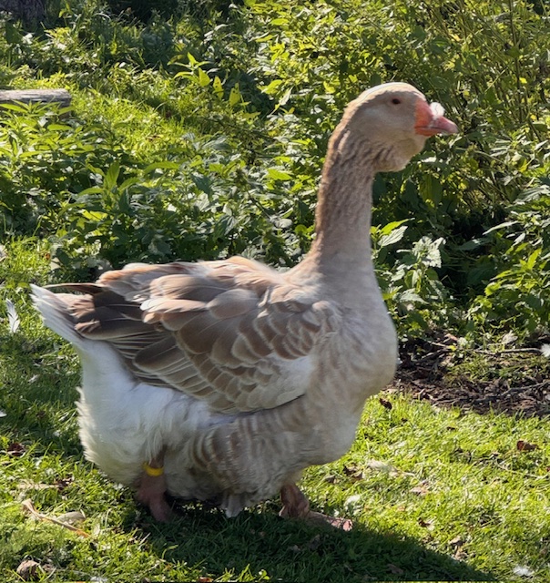 Dewlap-Toulouse-geese-amiens-acres-5 Dewlap-Toulouse-geese-amiens-acres-5
