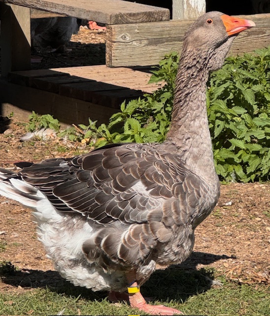 Dewlap-Toulouse-geese-amiens-acres-6 Dewlap-Toulouse-geese-amiens-acres-6
