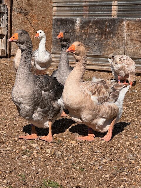 Dewlap-Toulouse-geese-amiens-acres-7 Dewlap-Toulouse-geese-amiens-acres-7