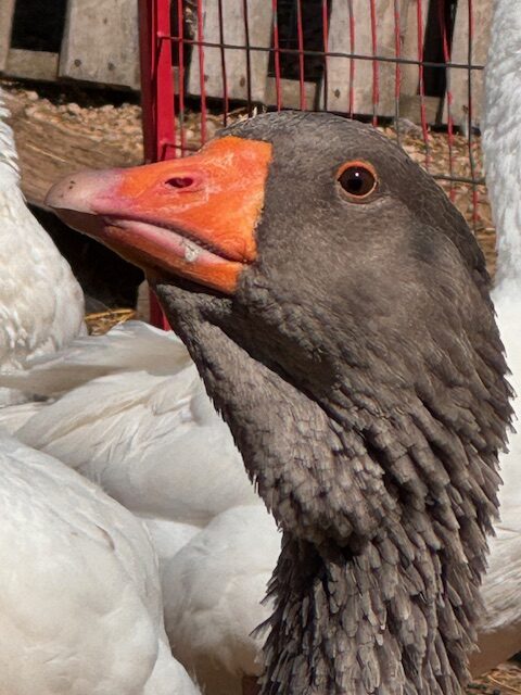 Dewlap-Toulouse-geese-amiens-acres-8 Dewlap-Toulouse-geese-amiens-acres-8