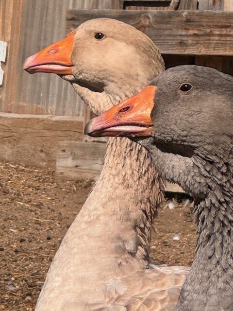 Dewlap-Toulouse-geese-amiens-acres-9 Dewlap-Toulouse-geese-amiens-acres-9