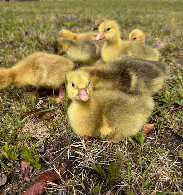 Dewlap-Toulouse-goslings-amiens-acres-1 Dewlap-Toulouse-goslings-amiens-acres-1