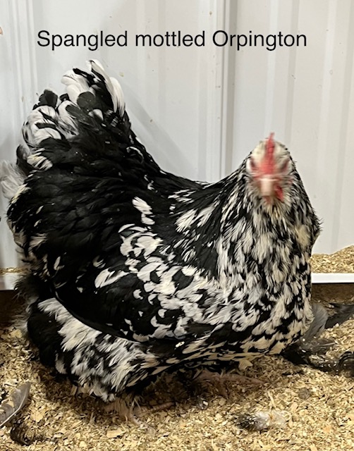 amiens-acres-poultry-1 amiens-acres-poultry-1