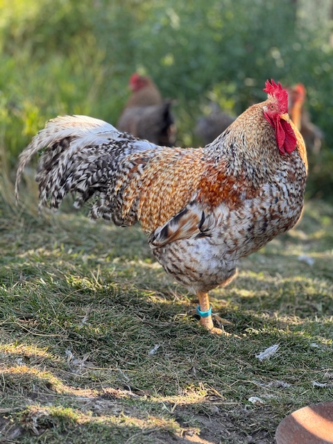 amiens-acres-poultry-11 amiens-acres-poultry-11