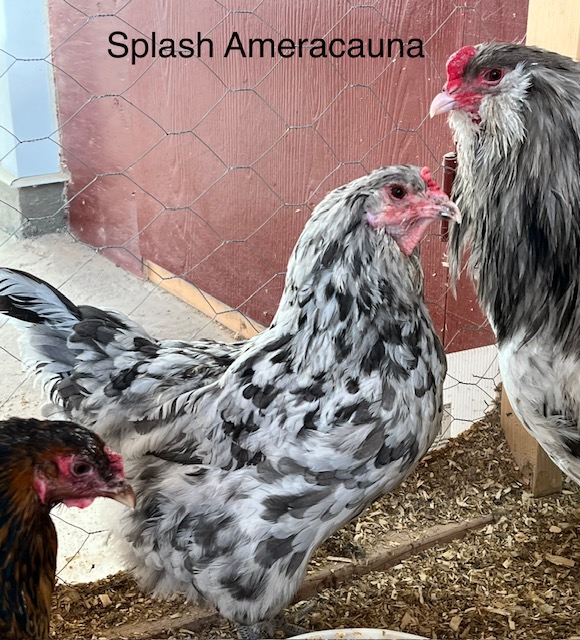 amiens-acres-poultry-3 amiens-acres-poultry-3
