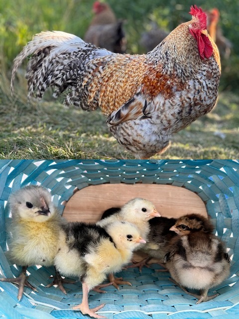 amiens-acres-poultry amiens-acres-poultry