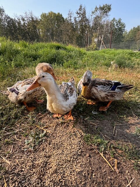 mallard-ducklings-amiens-acres-1 mallard-ducklings-amiens-acres-1