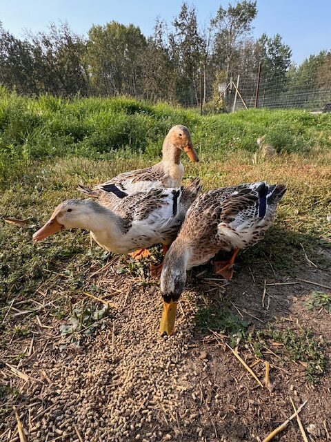 mallard-ducklings-amiens-acres-2 mallard-ducklings-amiens-acres-2