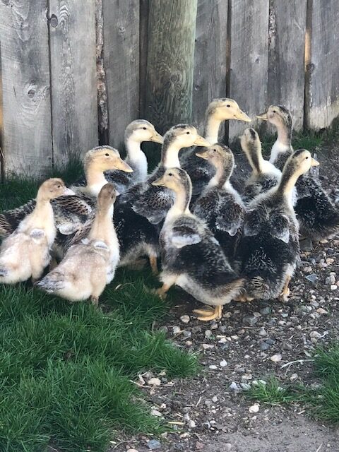 mallard-ducklings-amiens-acres-4 mallard-ducklings-amiens-acres-4