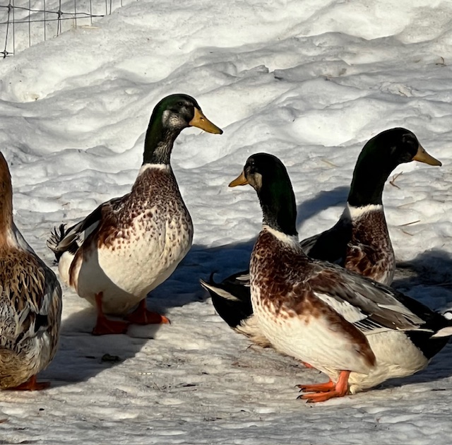 mallard-ducks-amiens-acres-1 mallard-ducks-amiens-acres-1