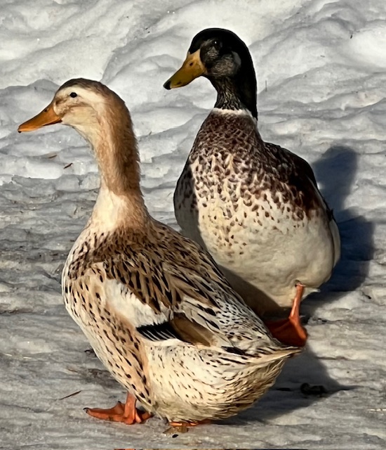 mallard-ducks-amiens-acres-2 mallard-ducks-amiens-acres-2