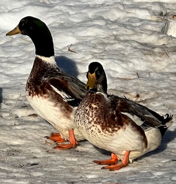 mallard-ducks-amiens-acres-3 mallard-ducks-amiens-acres-3
