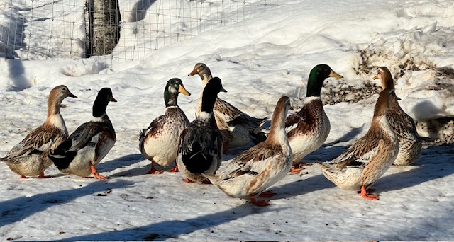 mallard-ducks-amiens-acres-4 mallard-ducks-amiens-acres-4