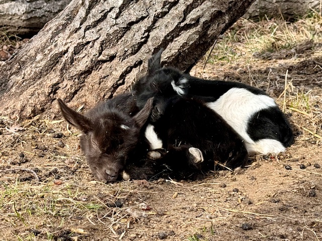 mini-silky-fainting-goats-amiens-acres-1