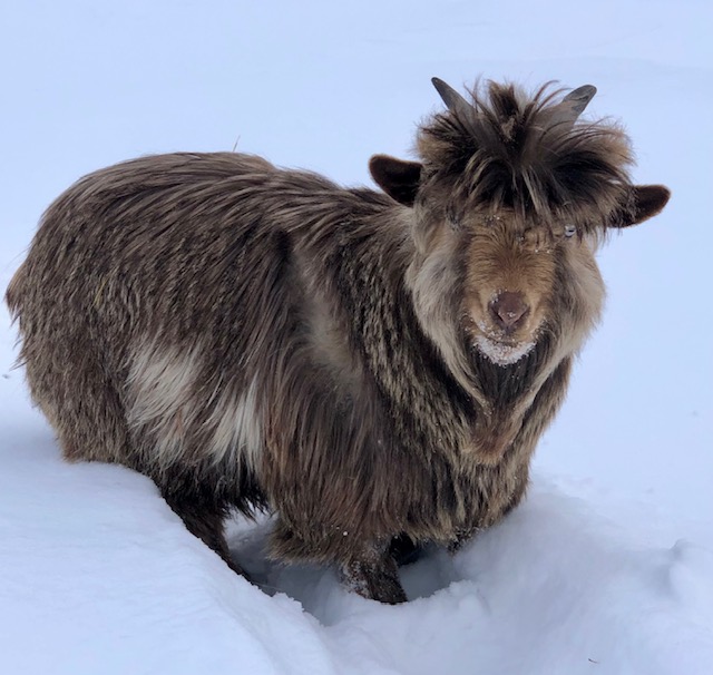 mini-silky-fainting-goats-amiens-acres-10
