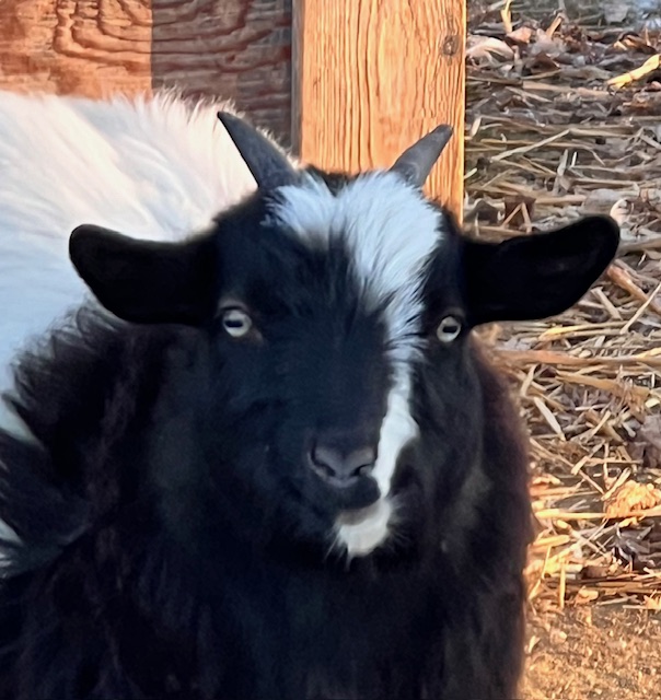mini-silky-fainting-goats-amiens-acres-11