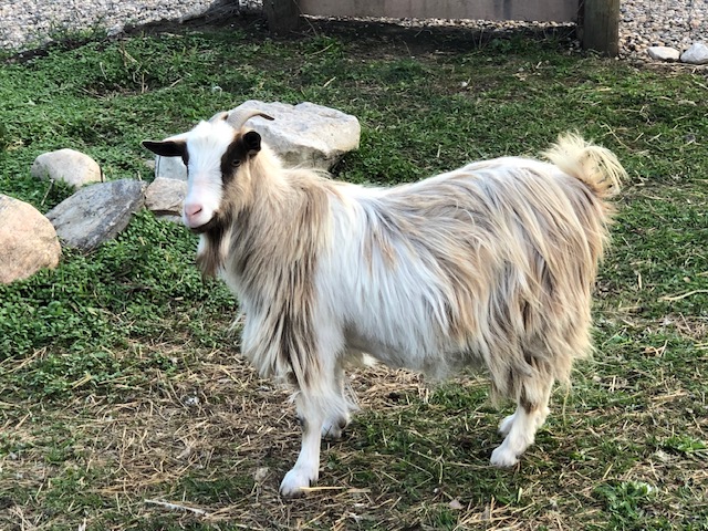 mini-silky-fainting-goats-amiens-acres-12