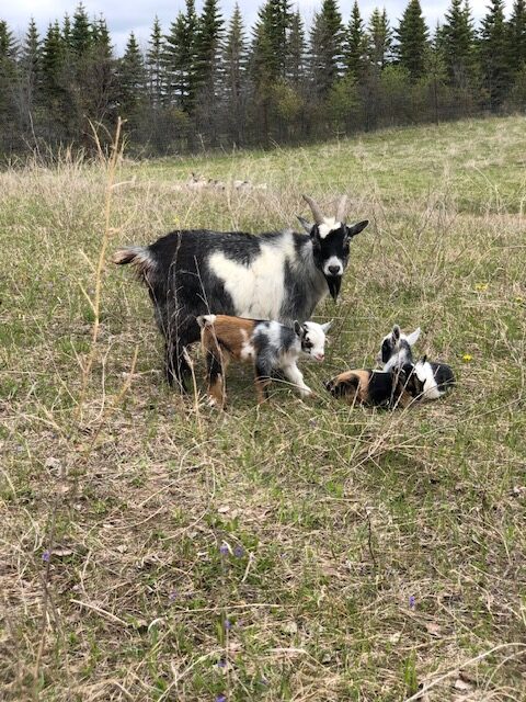 mini-silky-fainting-goats-amiens-acres-13