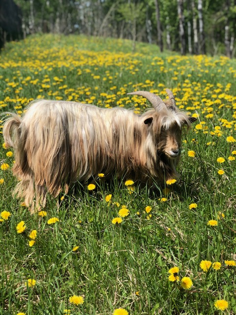 mini-silky-fainting-goats-amiens-acres-14