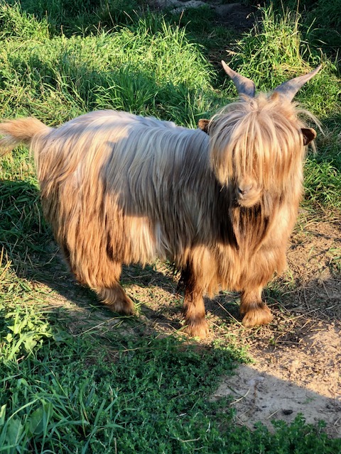 mini-silky-fainting-goats-amiens-acres-15