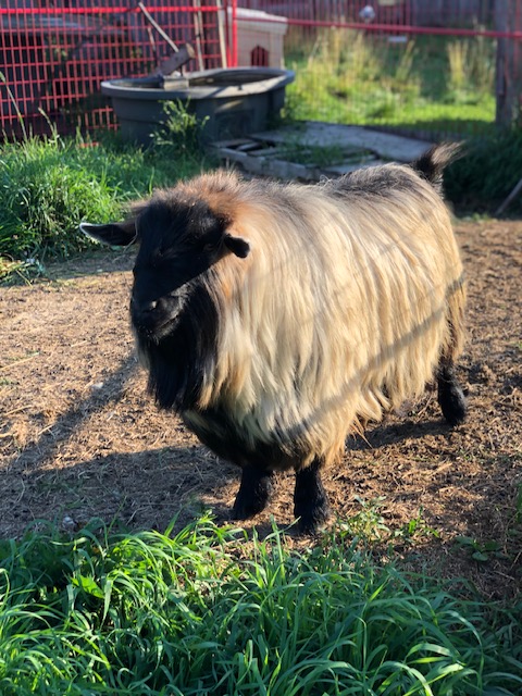 mini-silky-fainting-goats-amiens-acres-16