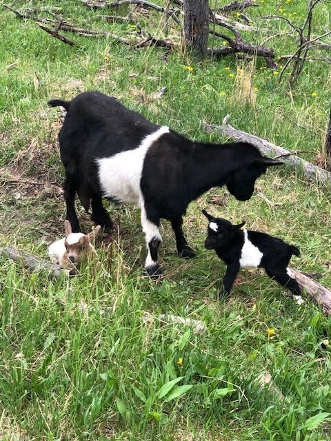 mini-silky-fainting-goats-amiens-acres-2