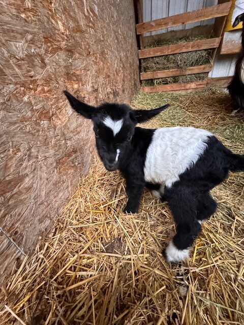 mini-silky-fainting-goats-amiens-acres-3