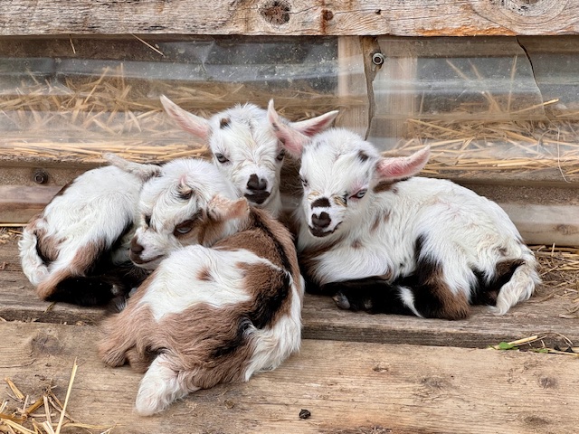 mini-silky-fainting-goats-amiens-acres-4