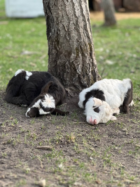 mini-silky-fainting-goats-amiens-acres-5