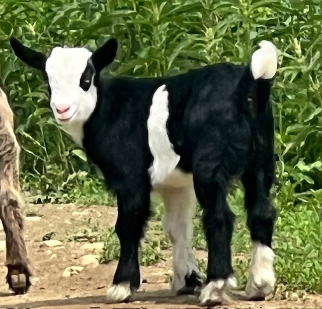 mini-silky-fainting-goats-amiens-acres-6
