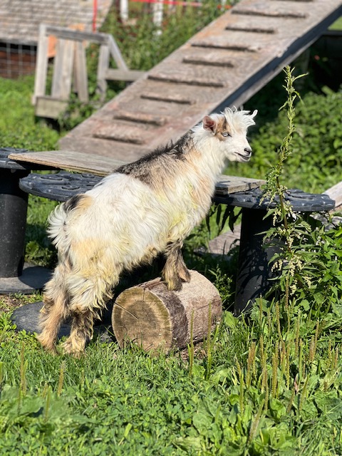 mini-silky-fainting-goats-amiens-acres-7