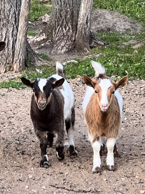 mini-silky-fainting-goats-amiens-acres-8
