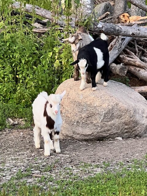 mini-silky-fainting-goats-amiens-acres-9