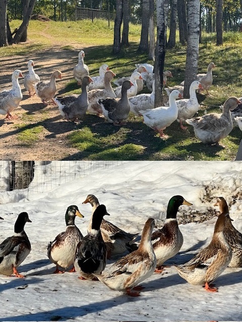 waterfowl-geese-ducks-amiens-acres waterfowl-geese-ducks-amiens-acres