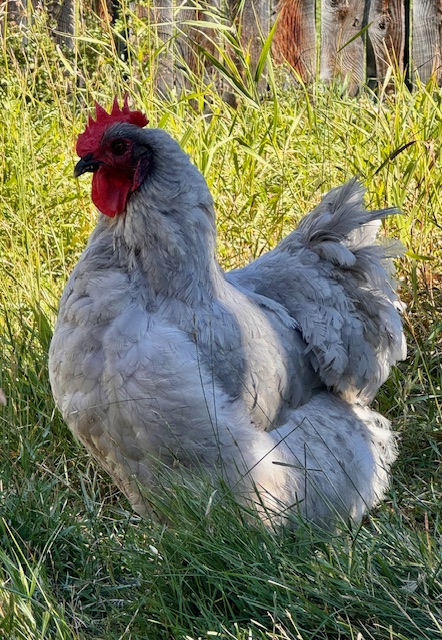 amiens-acres-poultry-10 amiens-acres-poultry-10