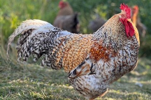 amiens-acres-poultry-11-h amiens-acres-poultry-11-h
