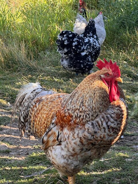 amiens-acres-poultry-12 amiens-acres-poultry-12